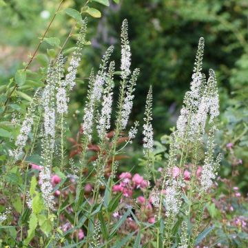 Lysimachia ephemerum - Loosestrife