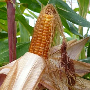 Corn Amarillo - Ferme de Sainte Marthe Seeds