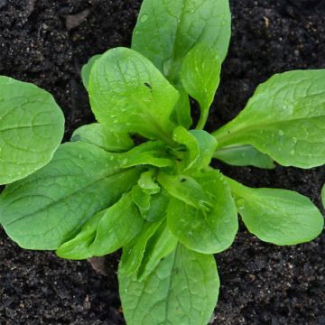 Lambs Lettuce Vit - Ferme de Sainte Marthe Seeds