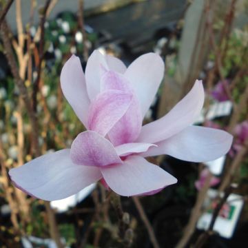 Magnolia x loebneri Leonard Messel