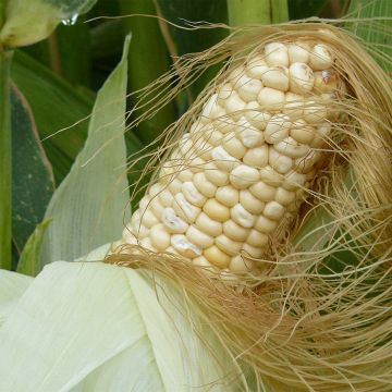 Organic Astarac White Sweetcorn - Ferme de Sainte Marthe seeds seeds