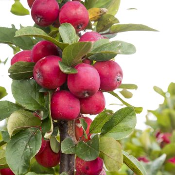 Malus transitoria Appletini - Crab Apple