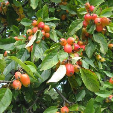 Malus John Downie - Crab Apple