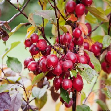 Malus Red Obelisk - Crab Apple