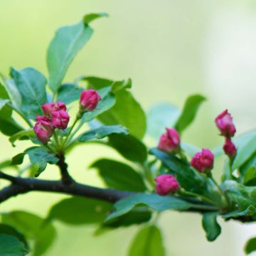 Malus toringo - Crab Apple