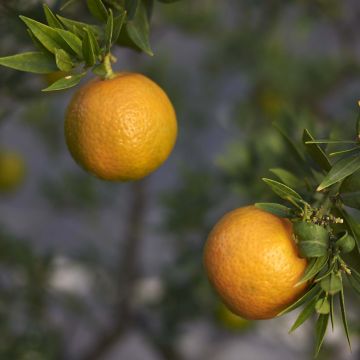 Chinese Mandarin Tree - Citrus myrtifolia