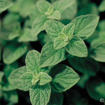 Annual Marjoram NT - Ferme de Sainte Marthe seeds