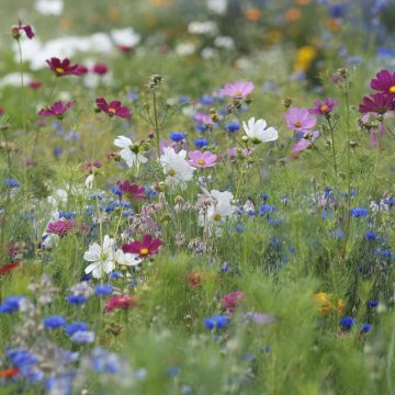 Summer Cut Flower Mix to sow
