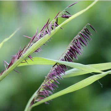 Melica altissima Atropurpurea