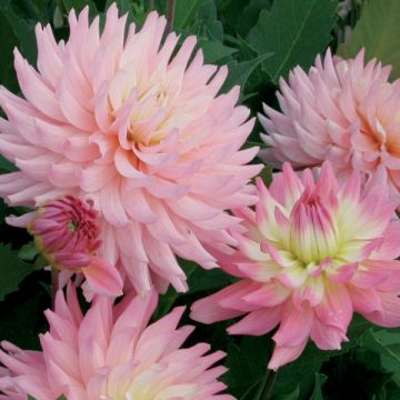 Dahlia Melody Gipsy