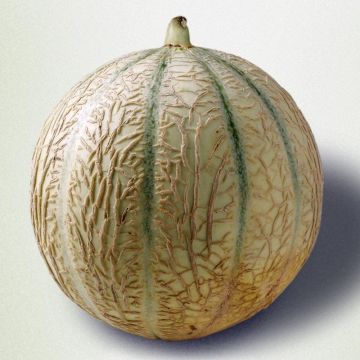 Grafted Melon Cyrano F1 plants - Cucumis melo