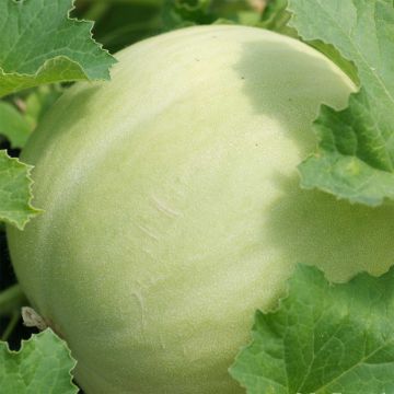 Honeydew Melon - Ferme de Sainte Marthe Seeds