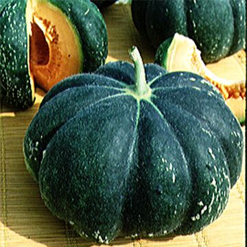 Cucumis melo Noir des Carmes