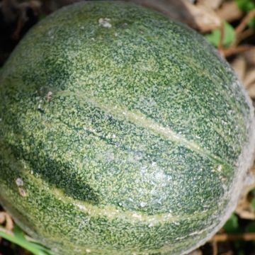 Cucumis melo Petit Gris de Rennes -  Ferme de Sainte Marthe Seeds 