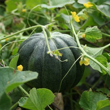 Cucumis melo 'Climbing Green'