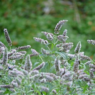 Buddleia Mint - Mentha longifolia Buddleja