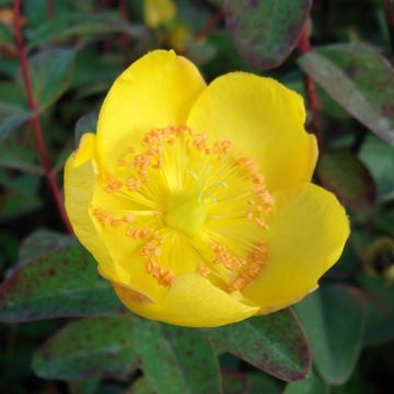 Hypericum x dummeri Peter Dummer - St. John's wort