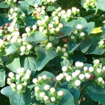 Hypericum inodorum Magical White Kolmawhi - St. John's wort