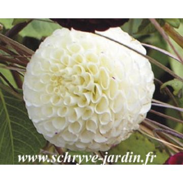 Dahlia Flocon de Neige