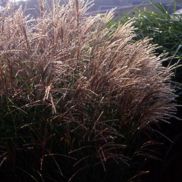 Miscanthus sinensis 'Kleine Fontäne' (Petite Fontaine)