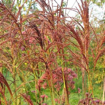 Miscanthus sinensis Sarabande - Silvergrass