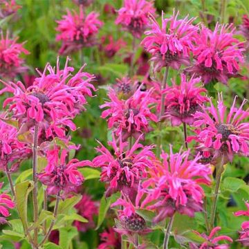 Monarda Heidelerche - Beebalm