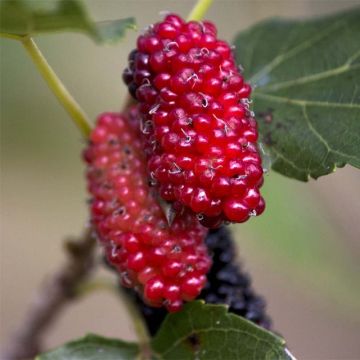 Morus alba Giant Fruit - Mullberry