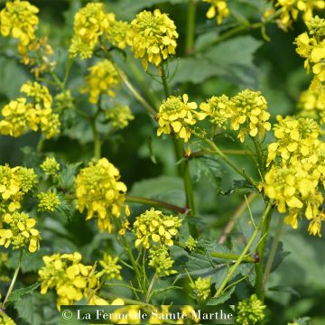 White Mustard - Organic Green Manure - Ferme de Sainte Marthe Seeds