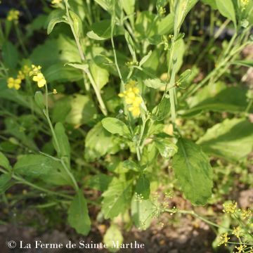 Organic Mike Giant Mustard seeds - Ferme de Sainte Marthe seeds