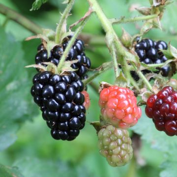 Thornless Blackberry Black Satin - Rubus fruticosus