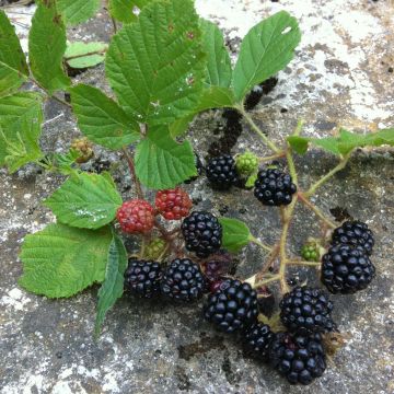 Everbearing Blackberry Reuben  - Rubus fruticosus