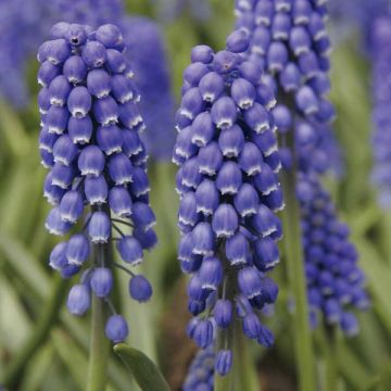 Muscari Big Smile