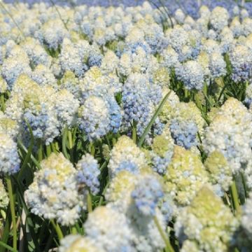 Muscari Double Beauty - Grape Hyacinth