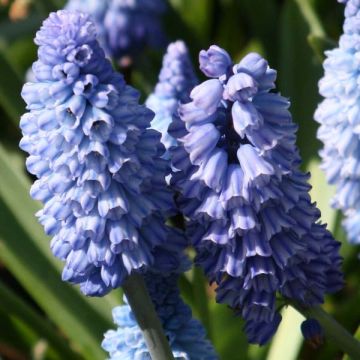 Muscari azureum - Grape Hyacinth