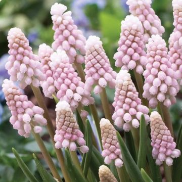 Muscari Pink Sunrise - Grape Hyacinth