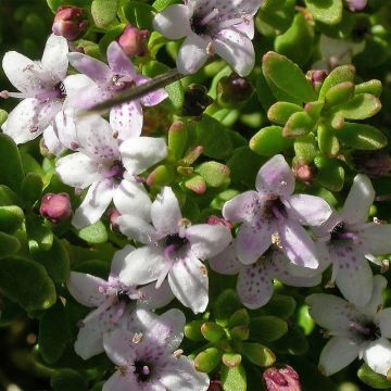 Myoporum parvifolium Pink