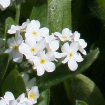 Myosotis sylvatica Snowsylva - Forget-me-not