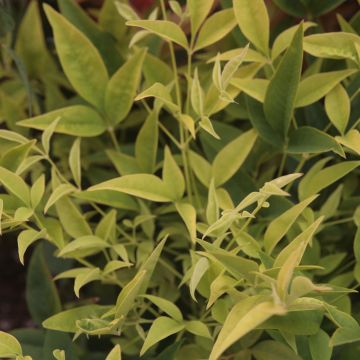 Nandina domestica Lemon Lime - Sacred Bamboo