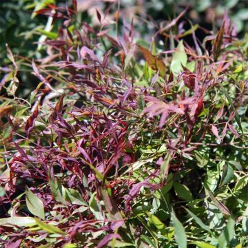 Nandina domestica Sienna Sunrise - Sacred Bamboo