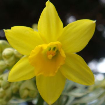 Narcissus cyclamineus February Gold