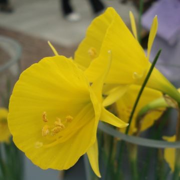 Narcissus bulbocodium Golden Bells