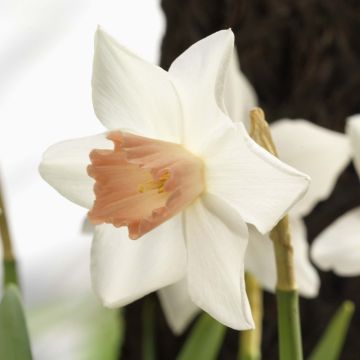 Narcissus cyclamineus Reggae