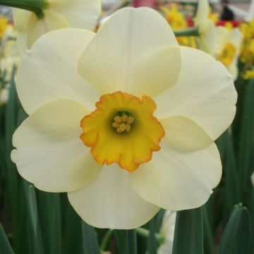 Narcissus 'Ringtone'