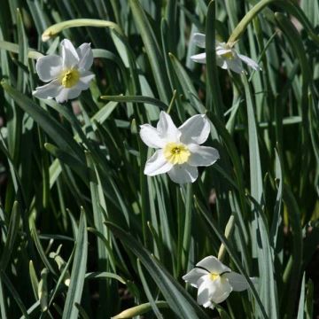 Narcissus Segovia