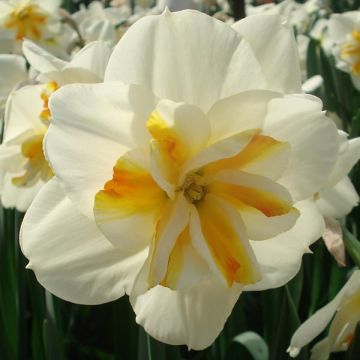 Narcissus Sorbet