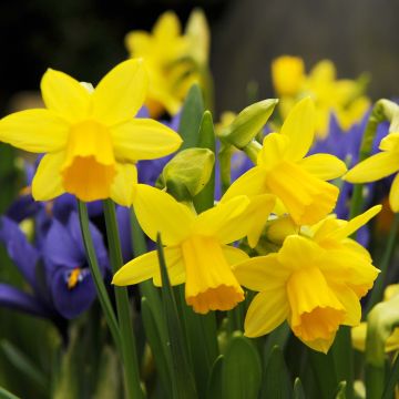 Narcissus cyclamineus Tête-à-tête