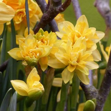 Narcissus cyclamineus Tête Bouclée