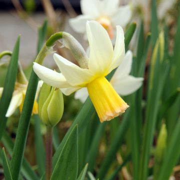 Narcissus cyclamineus Winter Waltz