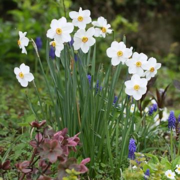 Narcissus poeticus Actaea