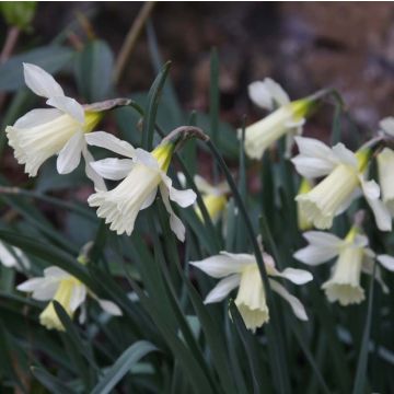 Narcissus W.P. Milner